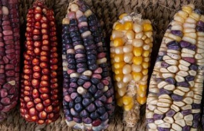 Propiedades del maíz criollo y su cultivo en Centro América y México.