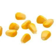 Granos de maíz