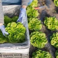 Un tipo de lechuga siendo recogida del campo