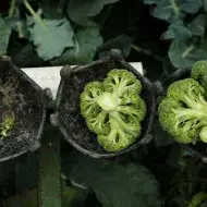 Cosecha de brócoli Cosecha de brócoli