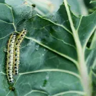 Insectos comestibles, gusano en hoja