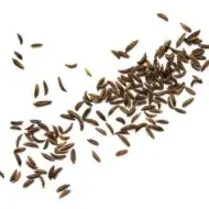 Varios granos de arroz salvaje.