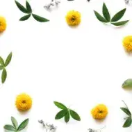 Flores de manzanilla y hojas verdes formando un marco decorativo. Destacar beneficios de la manzanilla en la cocina