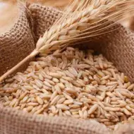 Granos de espelta en un saco de yute, estado natural antes de ser procesados