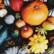 Variedad de tipos de calabacita y calabazas en diferentes tamaños y colores