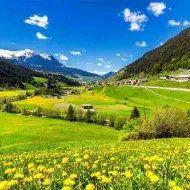 Campo lleno de dientes de león.
