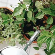 Mujer regando mata de moringa con agua.