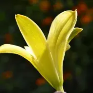 Mata de sábila fresca.