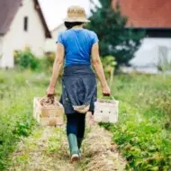 Agricultora urbano transportando cajas de patatas, técnicas de cultivo.
