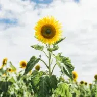 Girasol alto floreciendo en un campo