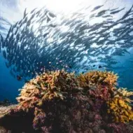 Grupo de peces gato bajo el agua.