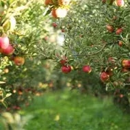 Árbol tipos de manzanas.