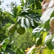 Fruta de pan.