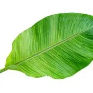 Hoja de bijao en fondo blanco.