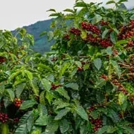 Café de altura en la montaña.