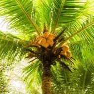 Coyol en palma listo para cultivar.