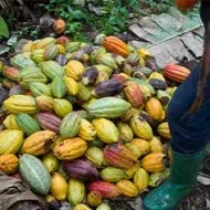 Molienda de cacao en cultivo de cacao.