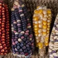 Propiedades del maíz criollo y su cultivo en Centro América y México.